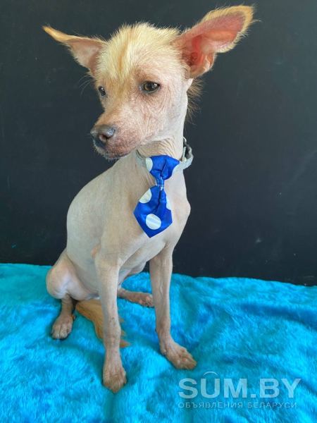 Мексиканская голая собака ксолоитцкуинтли объявление Продам уменьшенное изображение 