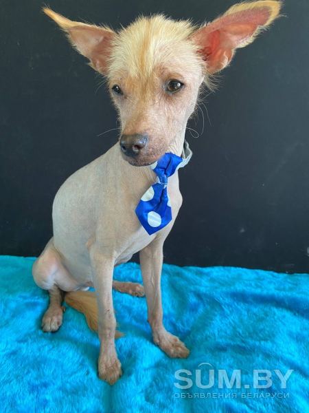 Мексиканская голая собака ксолоитцкуинтли объявление Продам уменьшенное изображение 