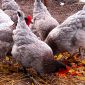 Цыплята Чешский доминант возраст разный объявление Продам уменьшенное изображение 4