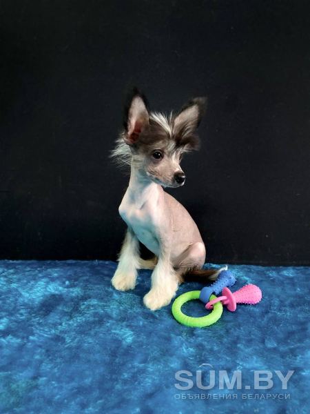 Щенок Китайская хохлатая собака объявление Продам уменьшенное изображение 