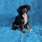 Щенок Китайская хохлатая собака объявление Продам уменьшенное изображение 6