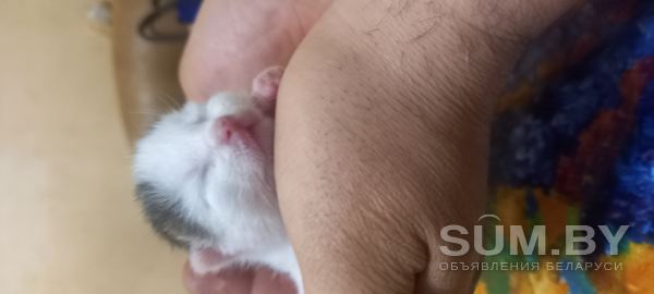 Котёнок в хорошие руки объявление Отдам даром уменьшенное изображение 