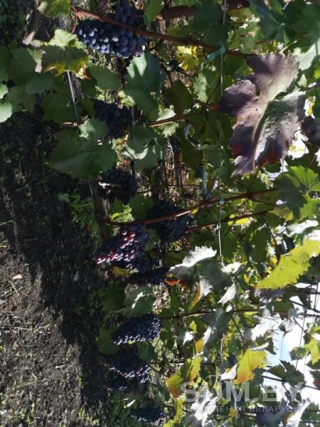 Лоза виноградная объявление Куплю уменьшенное изображение 