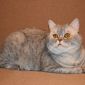 Шотладский кот Марчелло очень срочно ищет дом объявление Отдам даром уменьшенное изображение 1