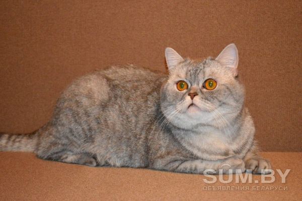 Шотладский кот Марчелло очень срочно ищет дом объявление Отдам даром уменьшенное изображение 