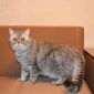Шотладский кот Марчелло очень срочно ищет дом объявление Отдам даром уменьшенное изображение 2