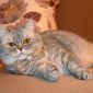 Шотладский кот Марчелло очень срочно ищет дом объявление Отдам даром уменьшенное изображение 3
