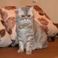 Шотладский кот Марчелло очень срочно ищет дом объявление Отдам даром уменьшенное изображение 6