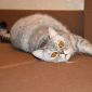 Шотладский кот Марчелло очень срочно ищет дом объявление Отдам даром уменьшенное изображение 5
