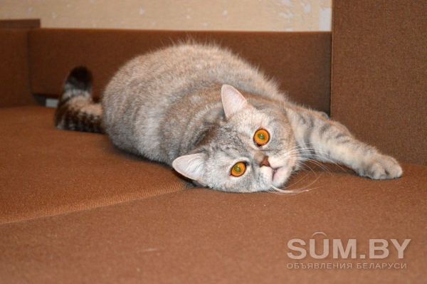 Шотладский кот Марчелло очень срочно ищет дом объявление Отдам даром уменьшенное изображение 