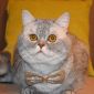 Шотладский кот Марчелло очень срочно ищет дом объявление Отдам даром уменьшенное изображение 4