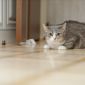 Кошка Мили осиротевшая ищет семью объявление Отдам даром уменьшенное изображение 2