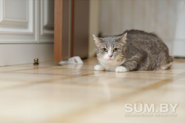 Кошка Мили осиротевшая ищет семью объявление Отдам даром уменьшенное изображение 