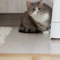 Кошка Мили осиротевшая ищет семью объявление Отдам даром уменьшенное изображение 3