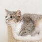 Кошка Мили осиротевшая ищет семью объявление Отдам даром уменьшенное изображение 5