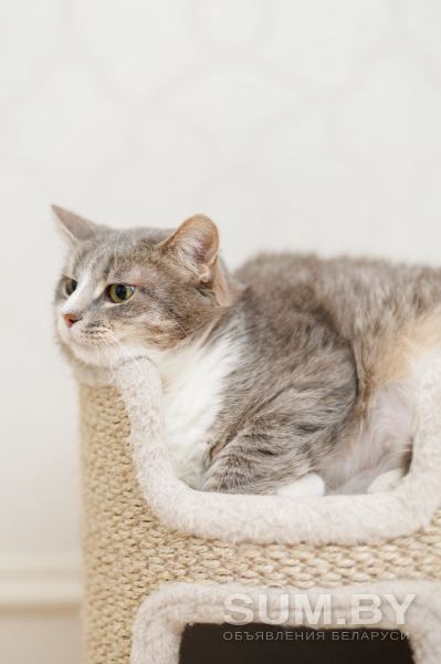 Кошка Мили осиротевшая ищет семью объявление Отдам даром уменьшенное изображение 