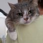 Кошка Мили осиротевшая ищет семью объявление Отдам даром уменьшенное изображение 6