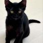 Черный котенок в дар! объявление Отдам даром уменьшенное изображение 2