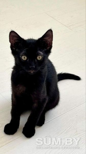Черный котенок в дар! объявление Отдам даром уменьшенное изображение 