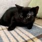 Черный котенок в дар! объявление Отдам даром уменьшенное изображение 3