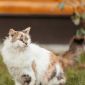 Кошка Киса ищет дом объявление Отдам даром уменьшенное изображение 1