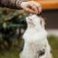Кошка Киса ищет дом объявление Отдам даром уменьшенное изображение 3