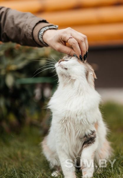 Кошка Киса ищет дом объявление Отдам даром уменьшенное изображение 