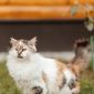 Кошка Киса ищет дом объявление Отдам даром уменьшенное изображение 6