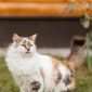 Кошка Киса ищет дом объявление Отдам даром уменьшенное изображение 5
