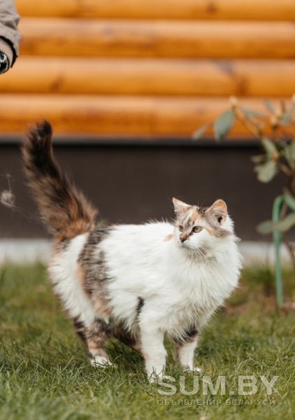 Кошка Киса ищет дом объявление Отдам даром уменьшенное изображение 