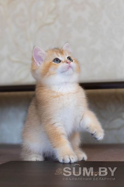 Бритаские котята из питомника. Мальчик Амур объявление Продам уменьшенное изображение 