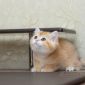 Бритаские котята из питомника. Мальчик Амур объявление Продам уменьшенное изображение 5