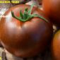 Семена томатов объявление Продам уменьшенное изображение 1