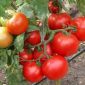 Семена томатов объявление Продам уменьшенное изображение 2