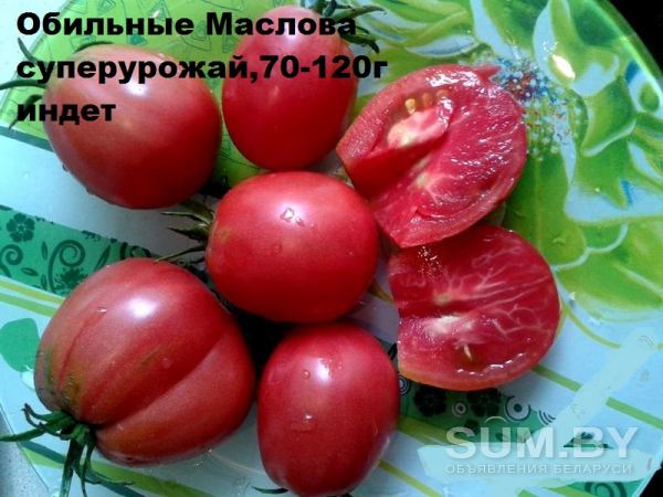 Семена томатов объявление Продам уменьшенное изображение 