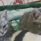 Шотландские котята скоттиш-страйт объявление Продам уменьшенное изображение 1
