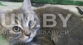 Шотландские котята скоттиш-страйт объявление Продам уменьшенное изображение 