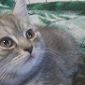 Шотландские котята скоттиш-страйт объявление Продам уменьшенное изображение 3