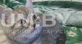 Шотландские котята скоттиш-страйт объявление Продам уменьшенное изображение 
