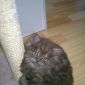Шотландские котята скоттиш-страйт и хайленд-страйт объявление Продам уменьшенное изображение 5