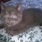 Шотландские котята скоттиш-страйт и хайленд-страйт объявление Продам уменьшенное изображение 6