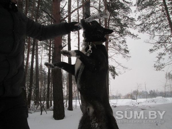 Собака в ответственные руки объявление Отдам даром уменьшенное изображение 