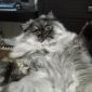 Предлагается для вязки красивый кот, перс-экзот (табби) объявление Услуга уменьшенное изображение 2