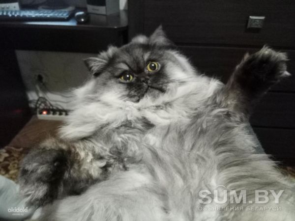Предлагается для вязки красивый кот, перс-экзот (табби) объявление Услуга уменьшенное изображение 