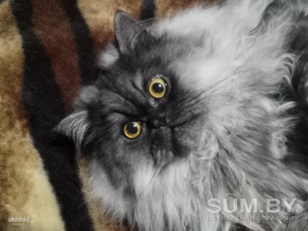 Предлагается для вязки красивый кот, перс-экзот (табби) объявление Услуга уменьшенное изображение 