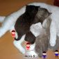 Шотландские вислоухие котята от правильной вязки объявление Продам уменьшенное изображение 5