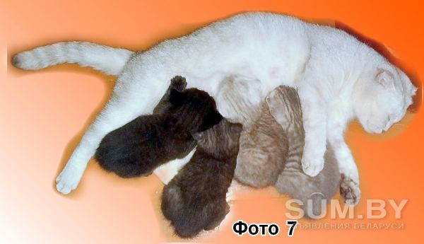 Шотландские вислоухие котята от правильной вязки объявление Продам уменьшенное изображение 