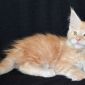Котяты Мейн-кун объявление Продам уменьшенное изображение 1