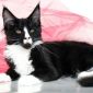 Котяты Мейн-кун объявление Продам уменьшенное изображение 3