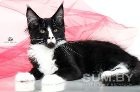 Котяты Мейн-кун объявление Продам уменьшенное изображение 